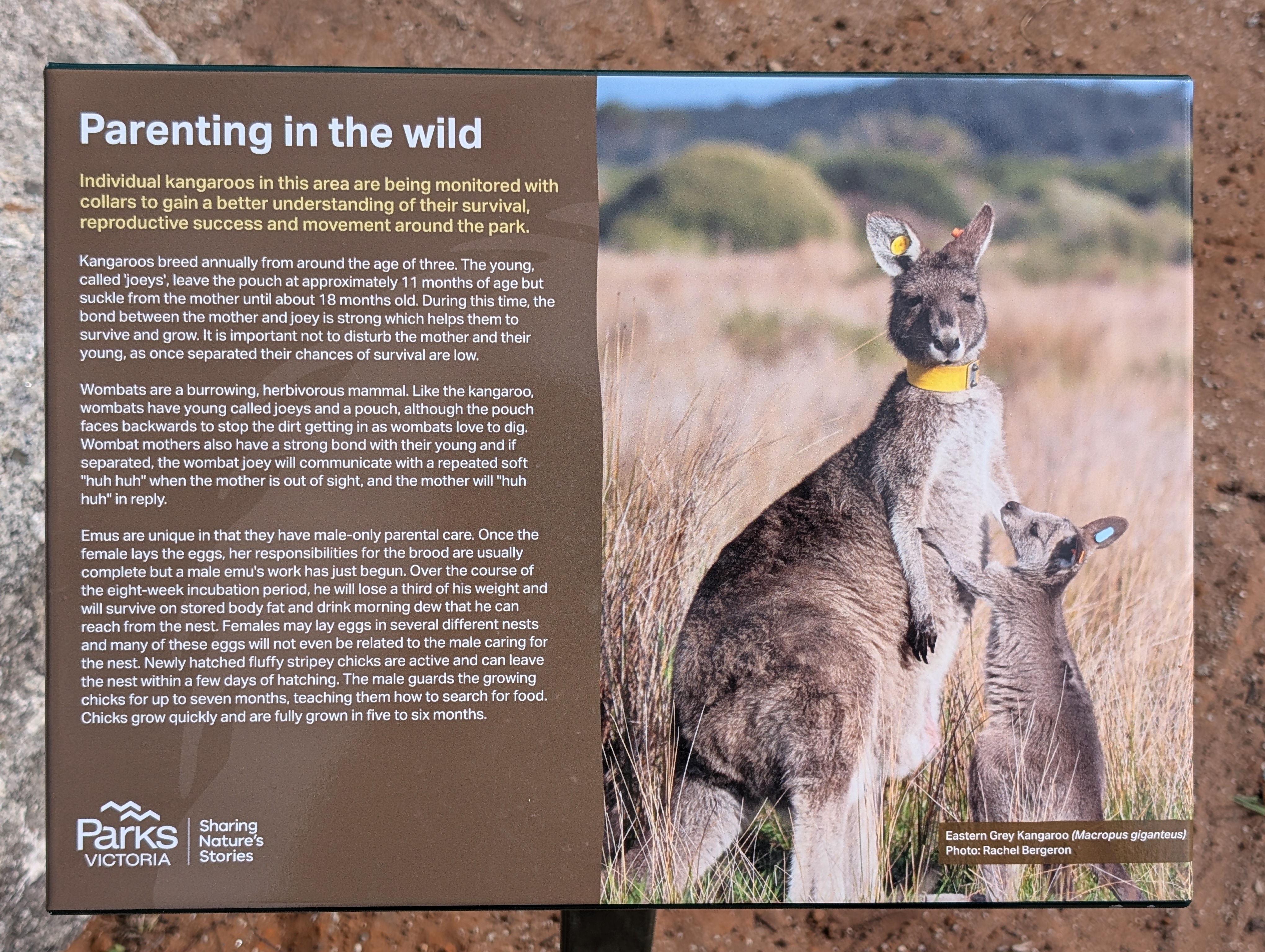 Wildlife spotting area